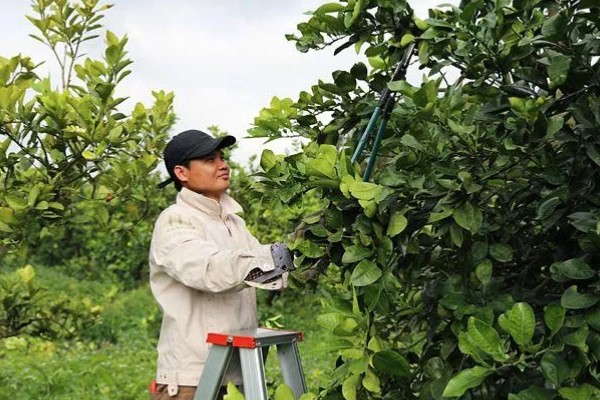 香橼的繁殖方法,以播种和扦插为主