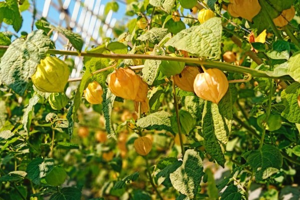 姑娘果是什么，学名是灯笼果