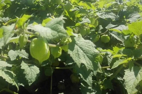 姑娘果是什么，学名是灯笼果