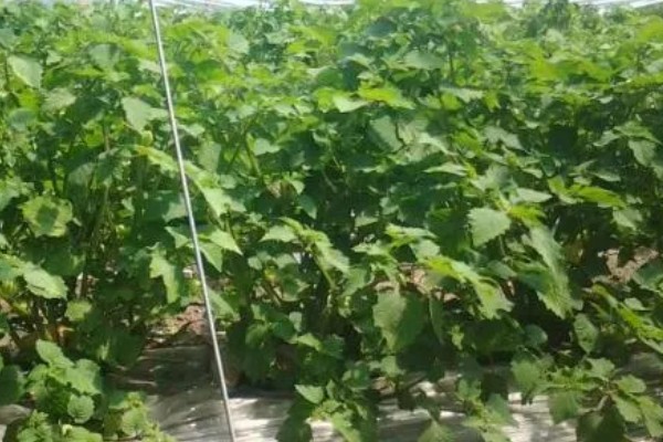 姑娘果是什么，学名是灯笼果