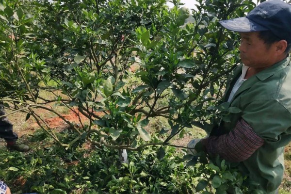 香橼的繁殖方法,以播种和扦插为主