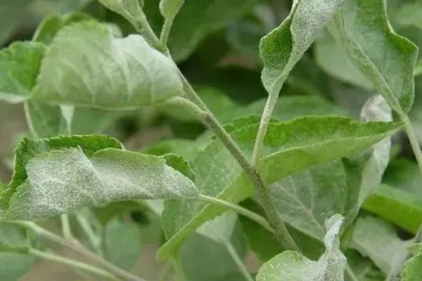 姑娘果是什么，学名是灯笼果