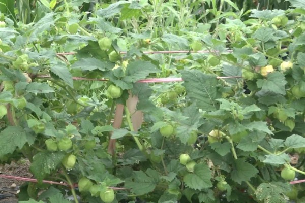 姑娘果是什么，学名是灯笼果