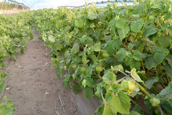 姑娘果是什么，学名是灯笼果