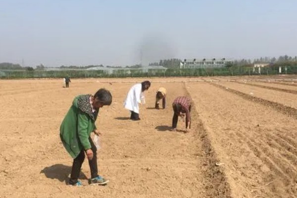 姑娘果是什么，学名是灯笼果