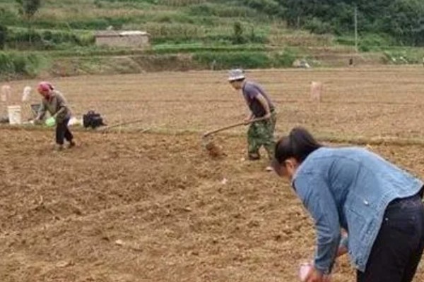 姑娘果是什么，学名是灯笼果