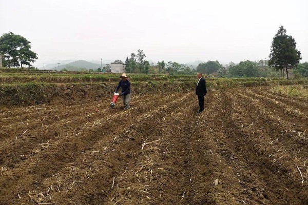 姑娘果是什么，学名是灯笼果