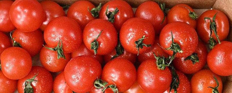 大量西红柿如何长期储存，放到恒温储存室里面进行存储