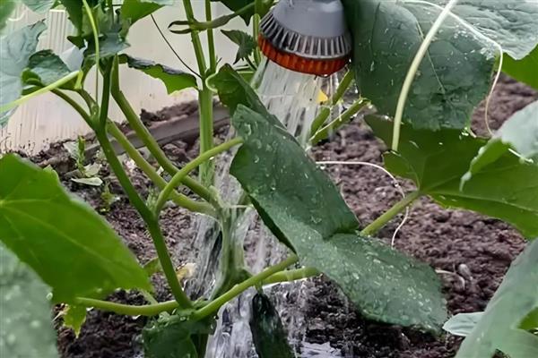 黄瓜定植后如何促生根，定植后要立刻浇透一次水