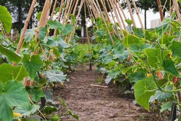 黄瓜定植后如何促生根，定植后要立刻浇透一次水