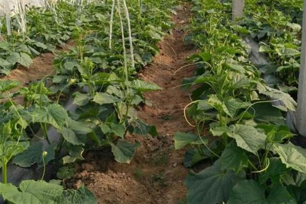 黄瓜定植后如何促生根，定植后要立刻浇透一次水