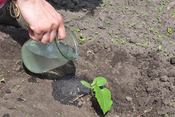 黄瓜定植后如何促生根，定植后要立刻浇透一次水