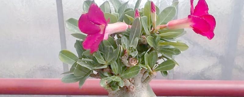 沙漠玫瑰有毒吗,是有毒性的