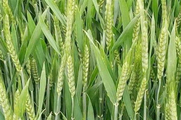 小麦打药的注意事项，必须避开中午高温时段