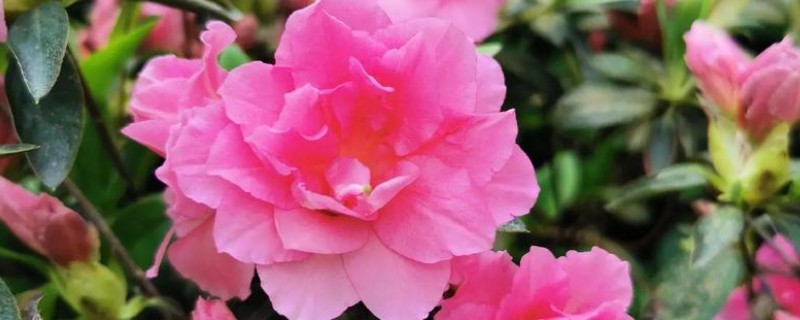 杜鹃花有没有毒，白色和黄色杜鹃花含有毒素