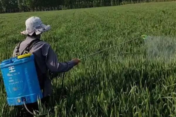 小麦打药的注意事项，必须避开中午高温时段