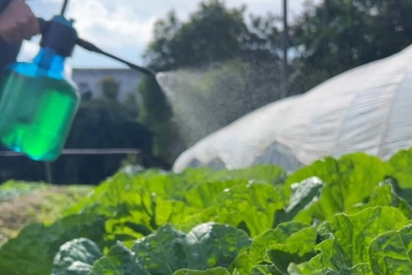 白菜烂根烂心如何防治,为其每隔7-10天浇一次水