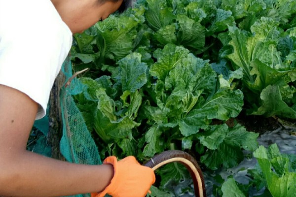 白菜烂根烂心如何防治,为其每隔7-10天浇一次水