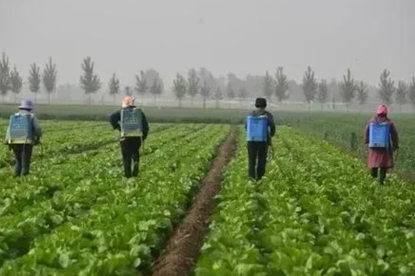 白菜烂根烂心如何防治,为其每隔7-10天浇一次水