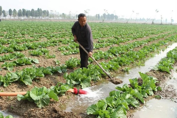 白菜烂根烂心如何防治,为其每隔7-10天浇一次水