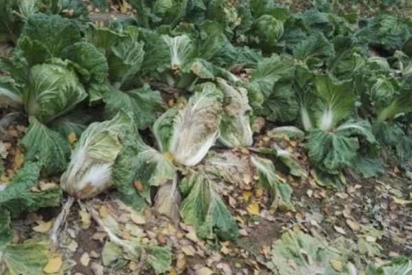 白菜烂根烂心如何防治,为其每隔7-10天浇一次水