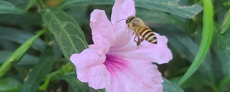 几月份容易诱蜂，自然分蜂期适合选在3-5月份