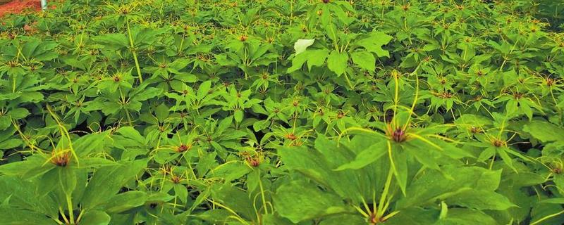 种植重楼的利润，一亩地的纯利润能达到4万元左右