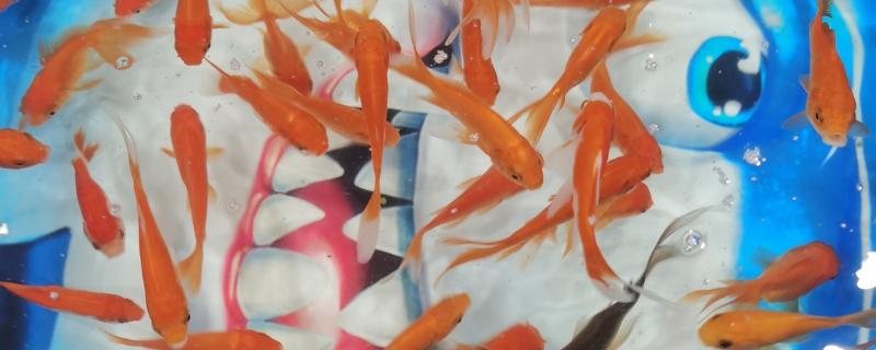 小金鱼产卵是什么样的，雄鱼会不停地追逐雌鱼