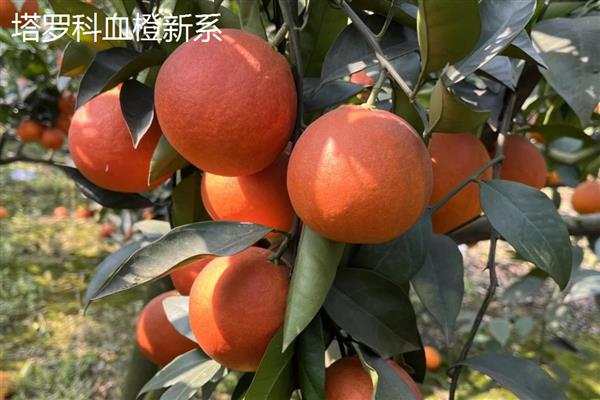 柑橘有什么品种,以下10个品种很常见