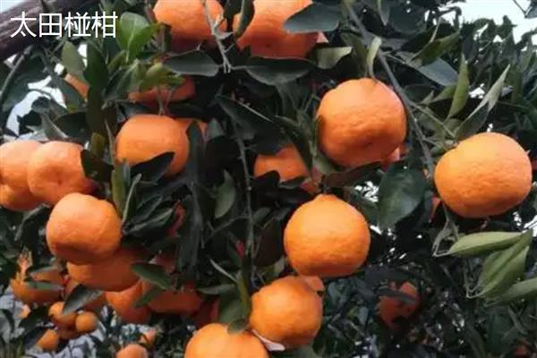 柑橘有什么品种,以下10个品种很常见