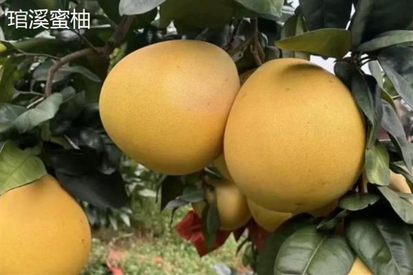 柑橘有什么品种,以下10个品种很常见