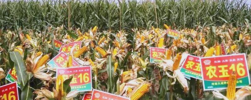农玉16玉米品种简介，出苗到成熟采收需要104天