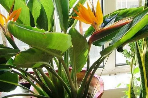 怎么养殖盆栽鹤望兰，每隔1-2年更换一次盆土