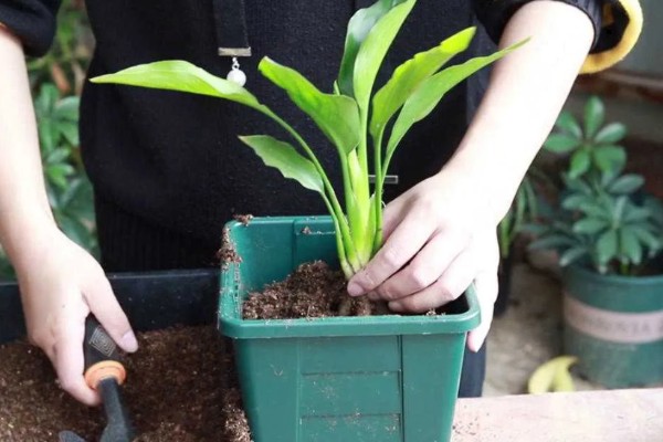 怎么养殖盆栽鹤望兰，每隔1-2年更换一次盆土