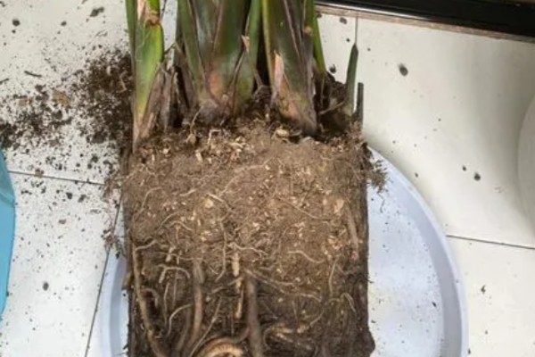 怎么养殖盆栽鹤望兰，每隔1-2年更换一次盆土