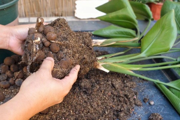 怎么养殖盆栽鹤望兰，每隔1-2年更换一次盆土