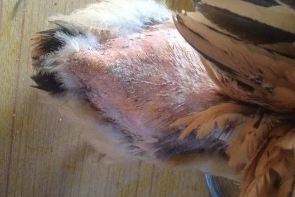 蛋鸡脱毛的原因，可能是管理不当所致