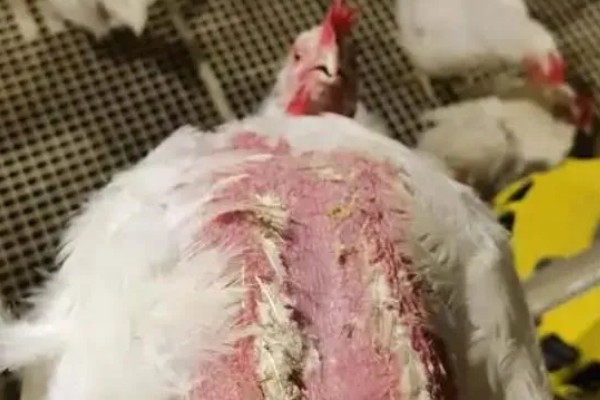 蛋鸡脱毛的原因，可能是管理不当所致
