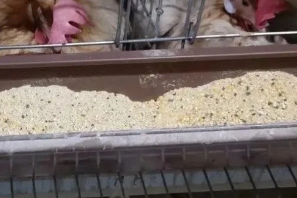 蛋鸡脱毛的原因，可能是管理不当所致