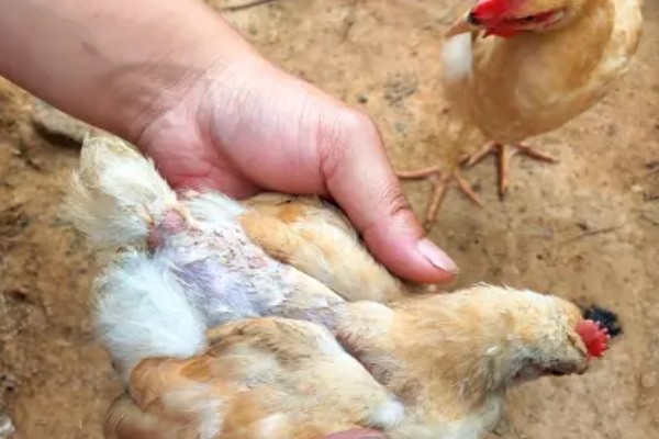 蛋鸡脱毛的原因，可能是管理不当所致