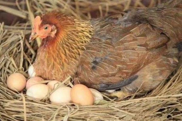 蛋鸡脱毛的原因，可能是管理不当所致