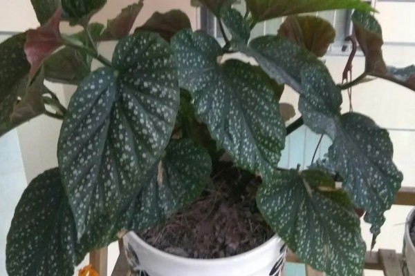 麻叶海棠花如何养殖，适合生长在较为湿润的环境中