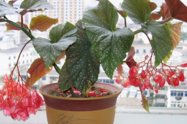 麻叶海棠花如何养殖，适合生长在较为湿润的环境中