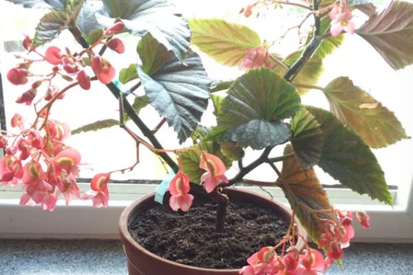 麻叶海棠花如何养殖，适合生长在较为湿润的环境中