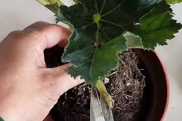 麻叶海棠花如何养殖，适合生长在较为湿润的环境中