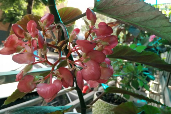 麻叶海棠花如何养殖，适合生长在较为湿润的环境中