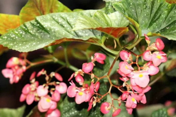 麻叶海棠花如何养殖，适合生长在较为湿润的环境中