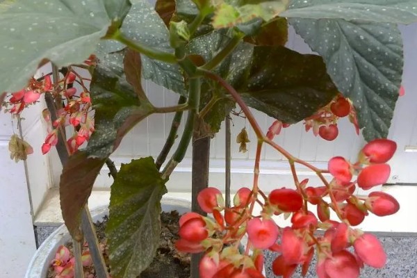 麻叶海棠花如何养殖，适合生长在较为湿润的环境中