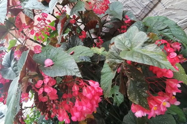 麻叶海棠花如何养殖，适合生长在较为湿润的环境中