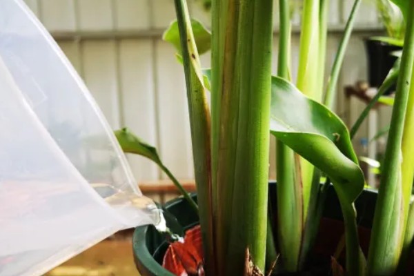 怎么养殖盆栽鹤望兰，每隔1-2年更换一次盆土